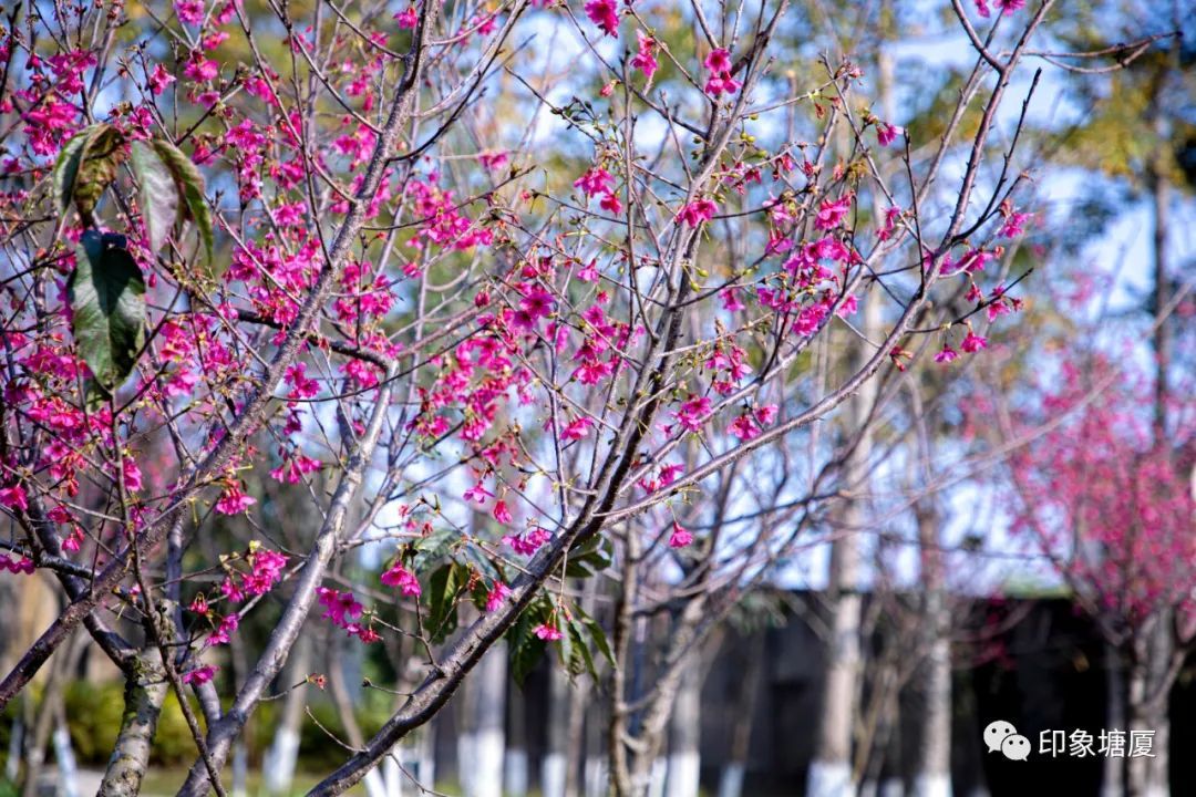 春暖花开性最新地址