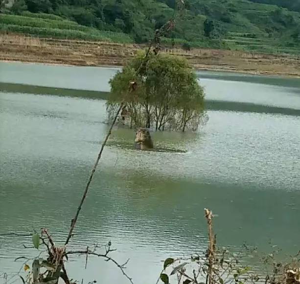 罗平板桥水怪最新消息