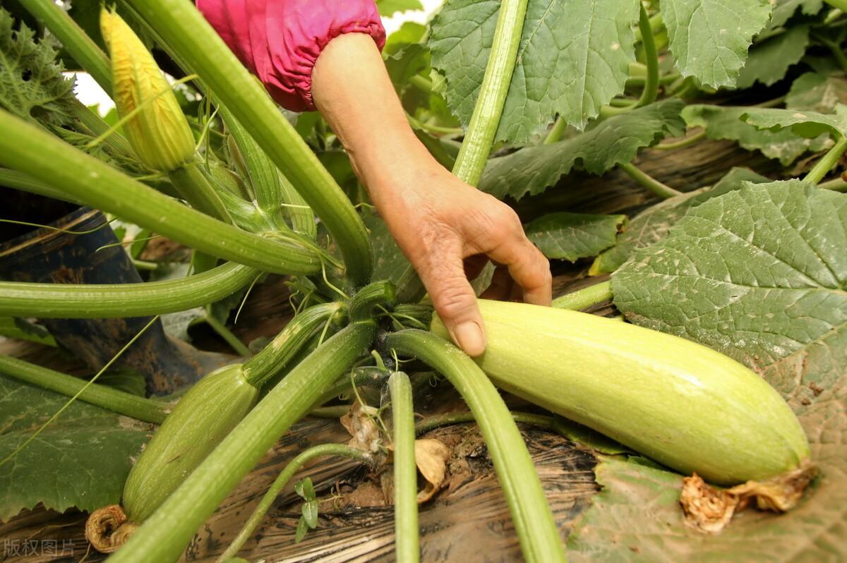 今日大葱价格动态